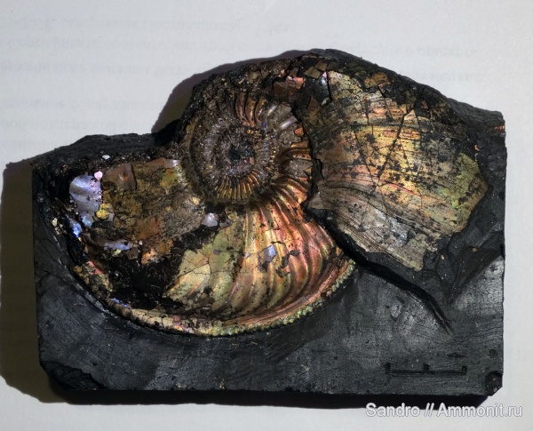 макроконхи, Amoeboceras, ?, Macroconchs