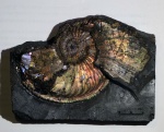 макроконх Amoeboceras sp в глине