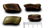 Lagarodus specularis