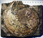 Макроконх Amoeboceras cf. ilovaiskii