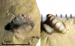 Deltodus circinans (Trautschold, 1979)