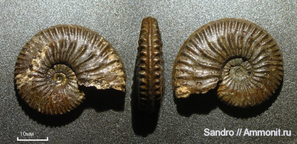 Amoeboceras, Amoeboceras serratum, ?