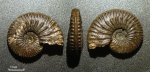 Ребристый Amoeboceras cf. serratum