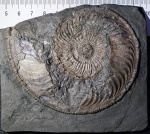 Amoeboceras ilovaiskii