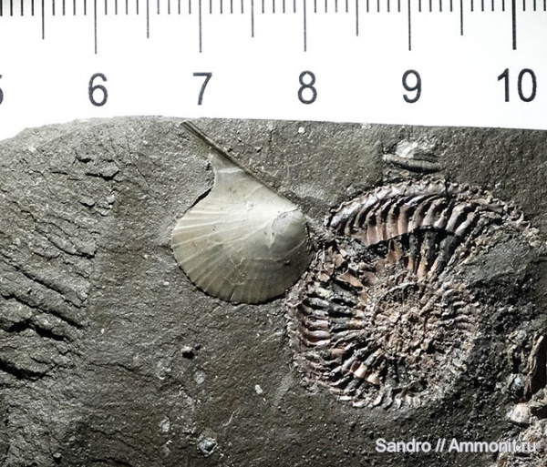 Oxytoma, ?