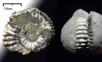 Peltoceras ?