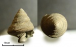 вытянутая гастропода Bathrotomaria muensteri (Roemer, 1839)