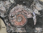 целенький Amoeboceras ilovaiskii