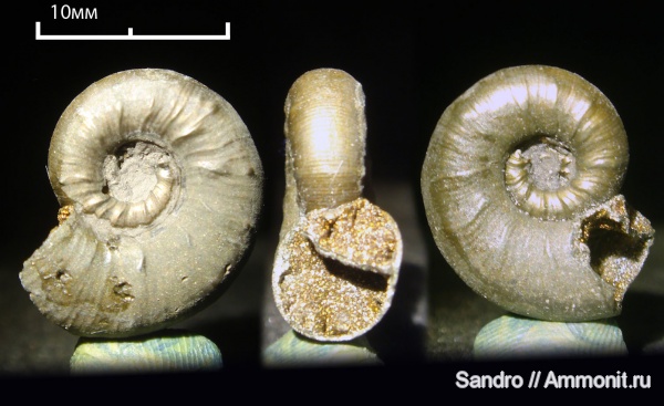 Euaspidoceras