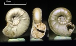 малёк Euaspidoceras sp.