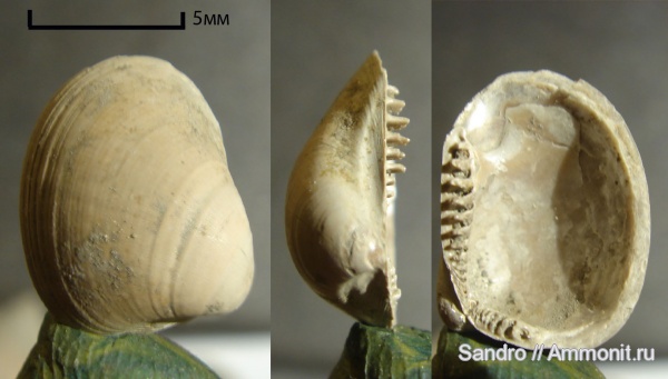 Nuculoma, ?