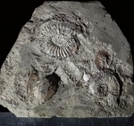 скопление plasmatites