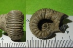 Rasenia sp., помогите определить