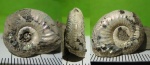 plasmatites sp.