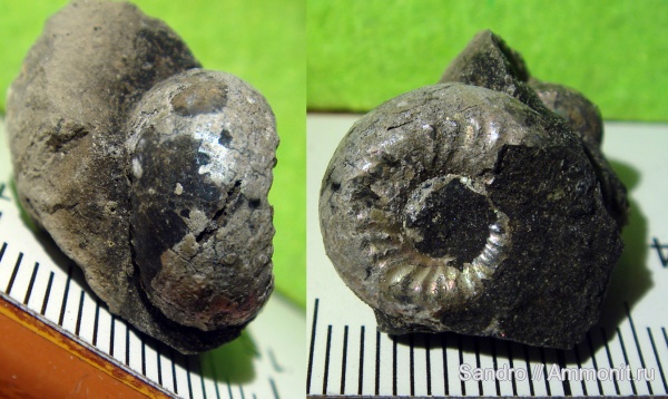 ?, Plasmatites, Plasmatites zieteni