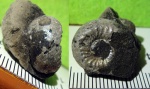 аммонит Plasmatites из конкреции