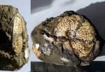 Garniericeras cf. subclipeiforme