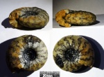 Craspedites cf. subditoides