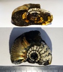 Craspedites cf. subditoides  в разрезе