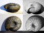 Polyptychites ?michalskii
