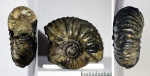 Craspedites sp.   ?