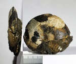 Garniericeras catenulatum