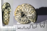 Craspedites cf. subditus