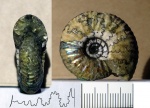 Craspedites sp. ?
