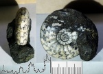 Craspedites sp.