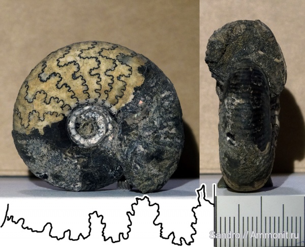 Craspedites, ?