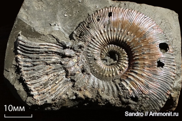 Kosmoceras, ?, Kosmoceras proniae, Kosmoceras phaeinum
