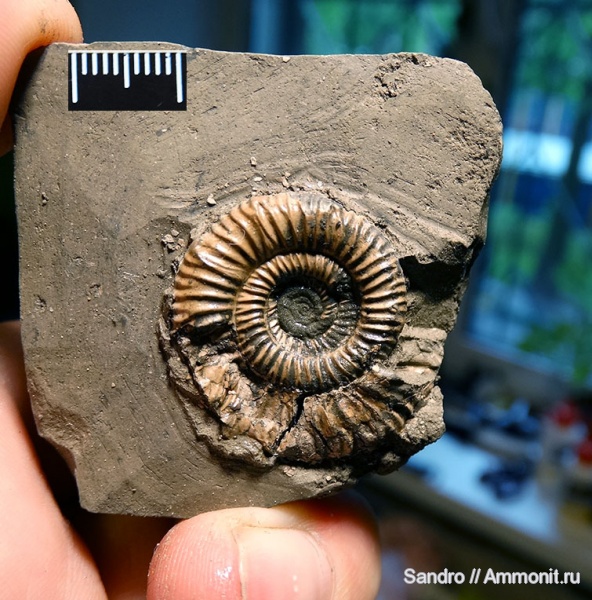 Binatisphinctes mosquensis