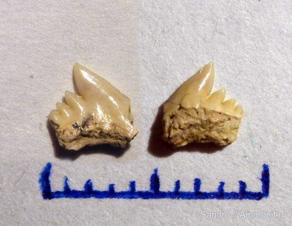 Яхрома, сеноман, Gladioserratus