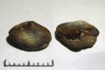 Ptychodus с корнем