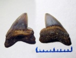 Squalicorax sp.