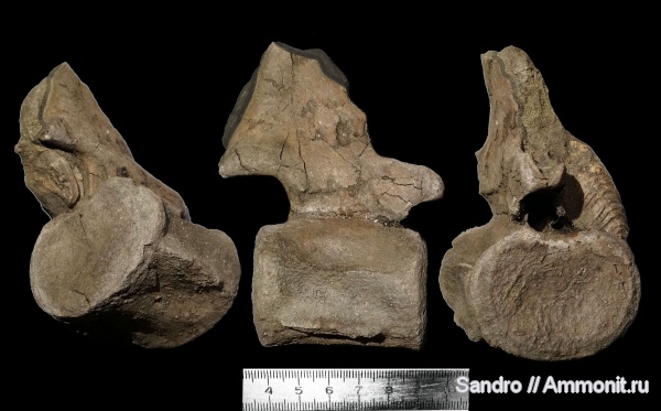 плезиозавры, Plesiosauria