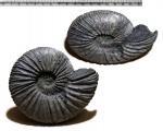 Крупный Virgatites virgatus Крупный Virgatites virgatus