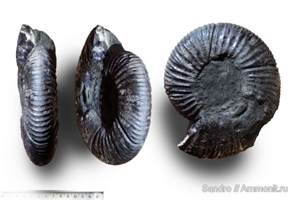 Virgatites, ?
