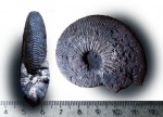 ранний Virgatites gerassimovi ранний Virgatites gerassimovi