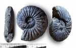 классический Virgatites virgatus классический Virgatites virgatus