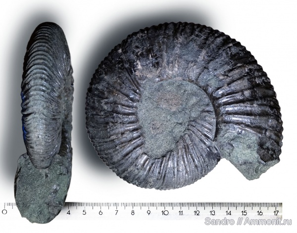 Virgatites