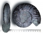 Virgatites sp. Virgatites sp.