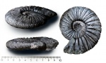 Virgatites virgatus Virgatites virgatus
