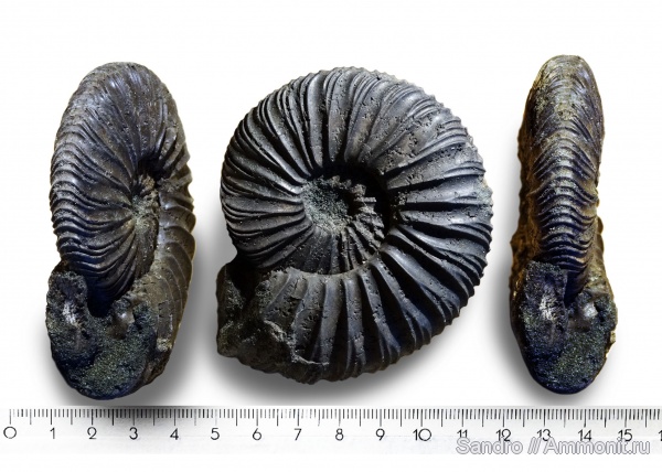 Virgatites, Virgatites sosia