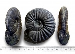 Virgatites ? Virgatites ?