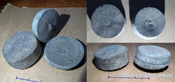 Cyclocrinus