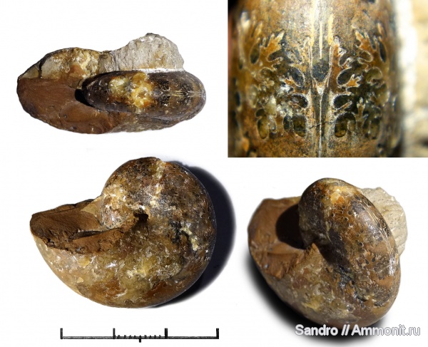 бат, Крым, Phylloceratidae, Philloceras