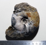 Kepplerites sp. Kepplerites sp.