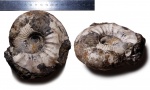 Kepplerites galilaeii (Oppel)