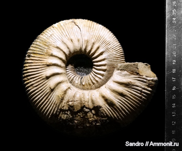 Kepplerites, Kepplerites galilaeii